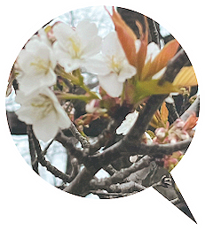 桜の枝
