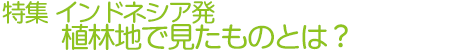 特集　インドネシア発 植林地で見たものとは？