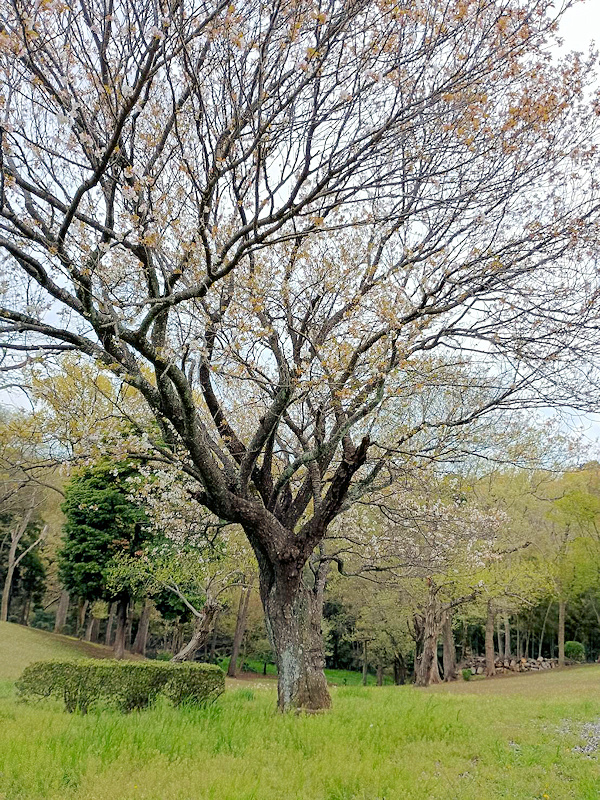 相愛会