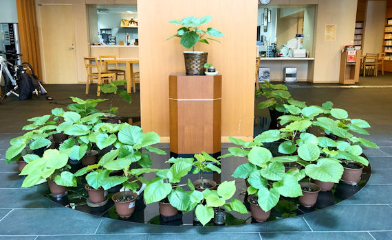 生長の家 大阪教化部 教化部の玄関に植栽 生長の家 大阪教化部 教化部の玄関に植栽