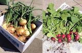 屋上菜園で収穫した野菜 屋上菜園で収穫した野菜